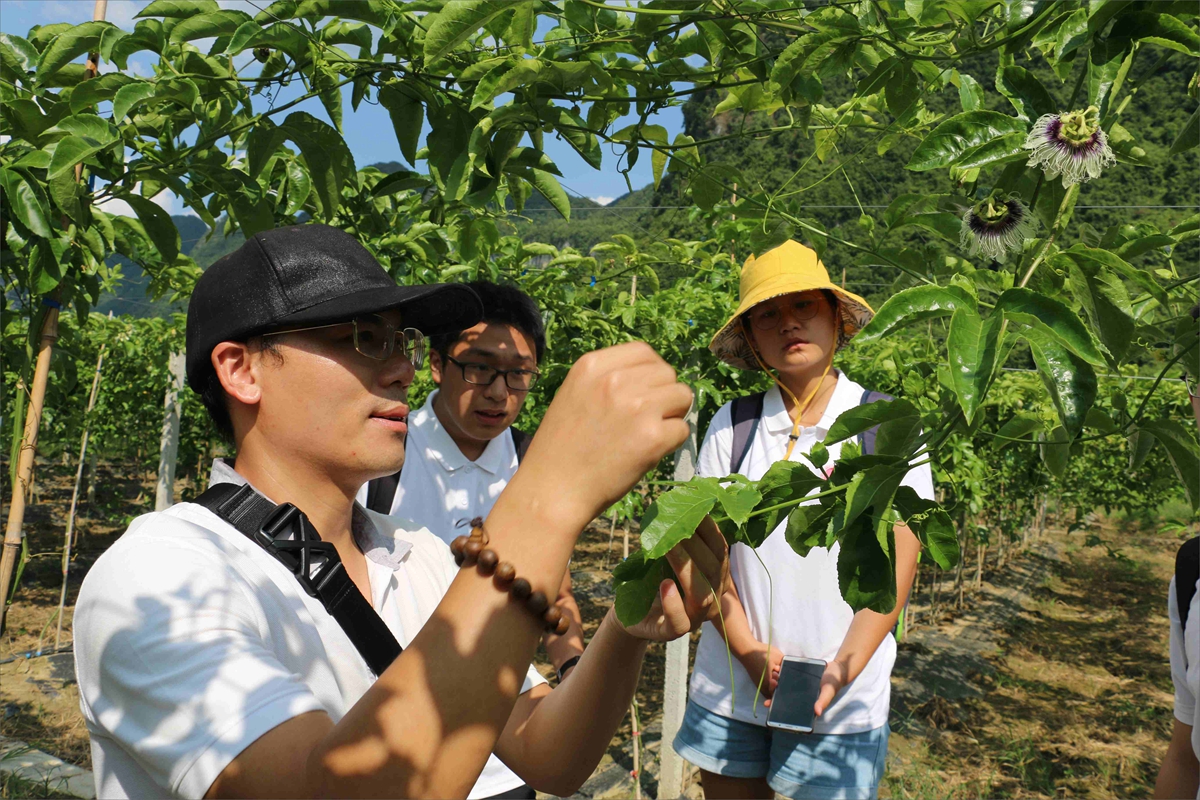 央里村大寨屯调研百香果种植特色产业.jpg